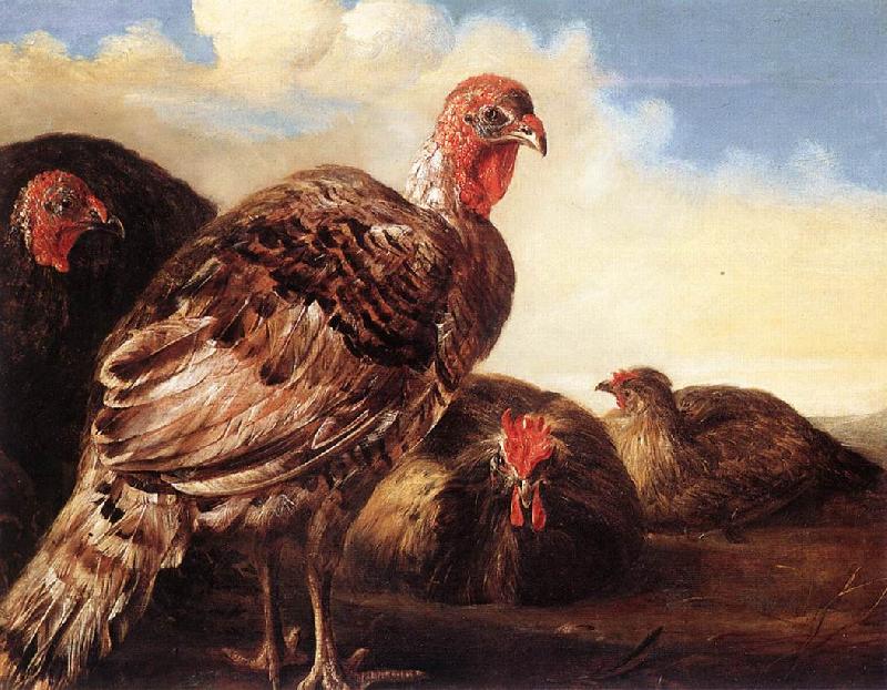 CUYP, Aelbert Domestic Fowl  fg oil painting picture